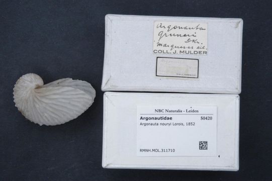 Image of rough-keeled argonaut