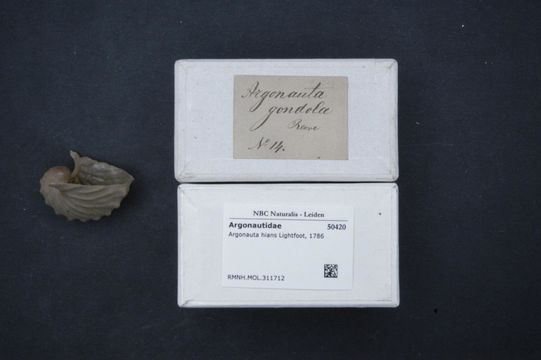 Image of Brown Argonaut