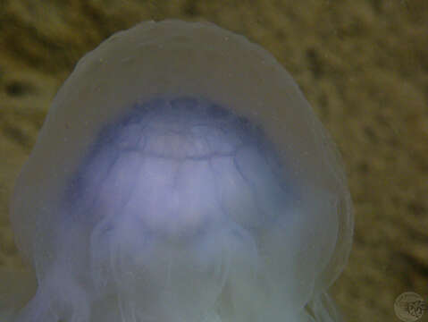 Image of Blue Jellyfish