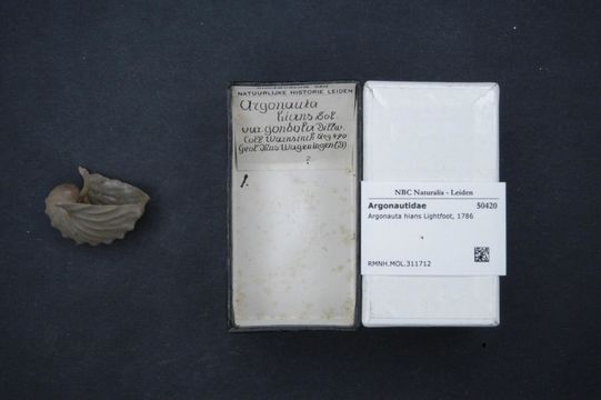 Image of Brown Argonaut