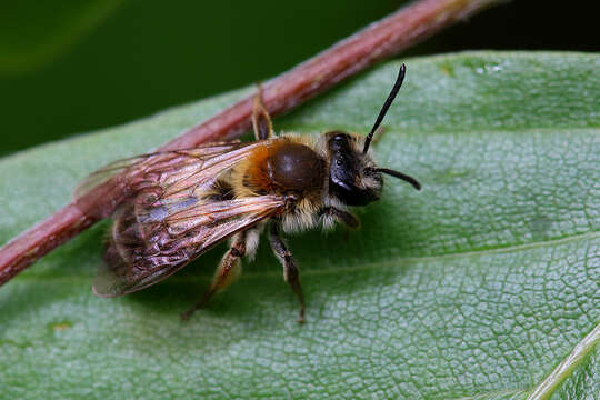 Image of Andrena helvola (Linnaeus 1758)