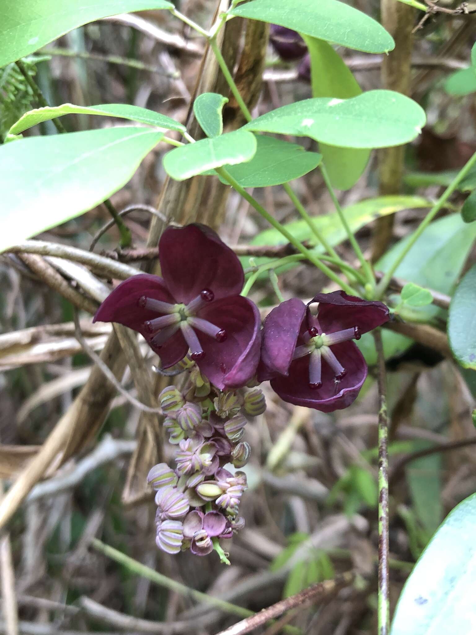 Imagem de Akebia longeracemosa Matsum.