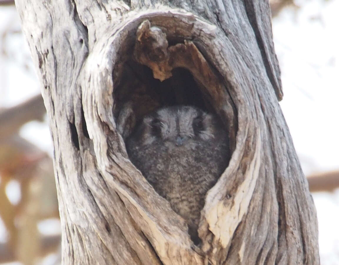 Image of owlet-nightjars