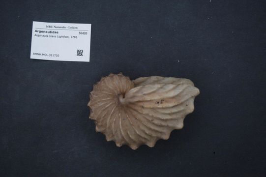 Image of Brown Argonaut