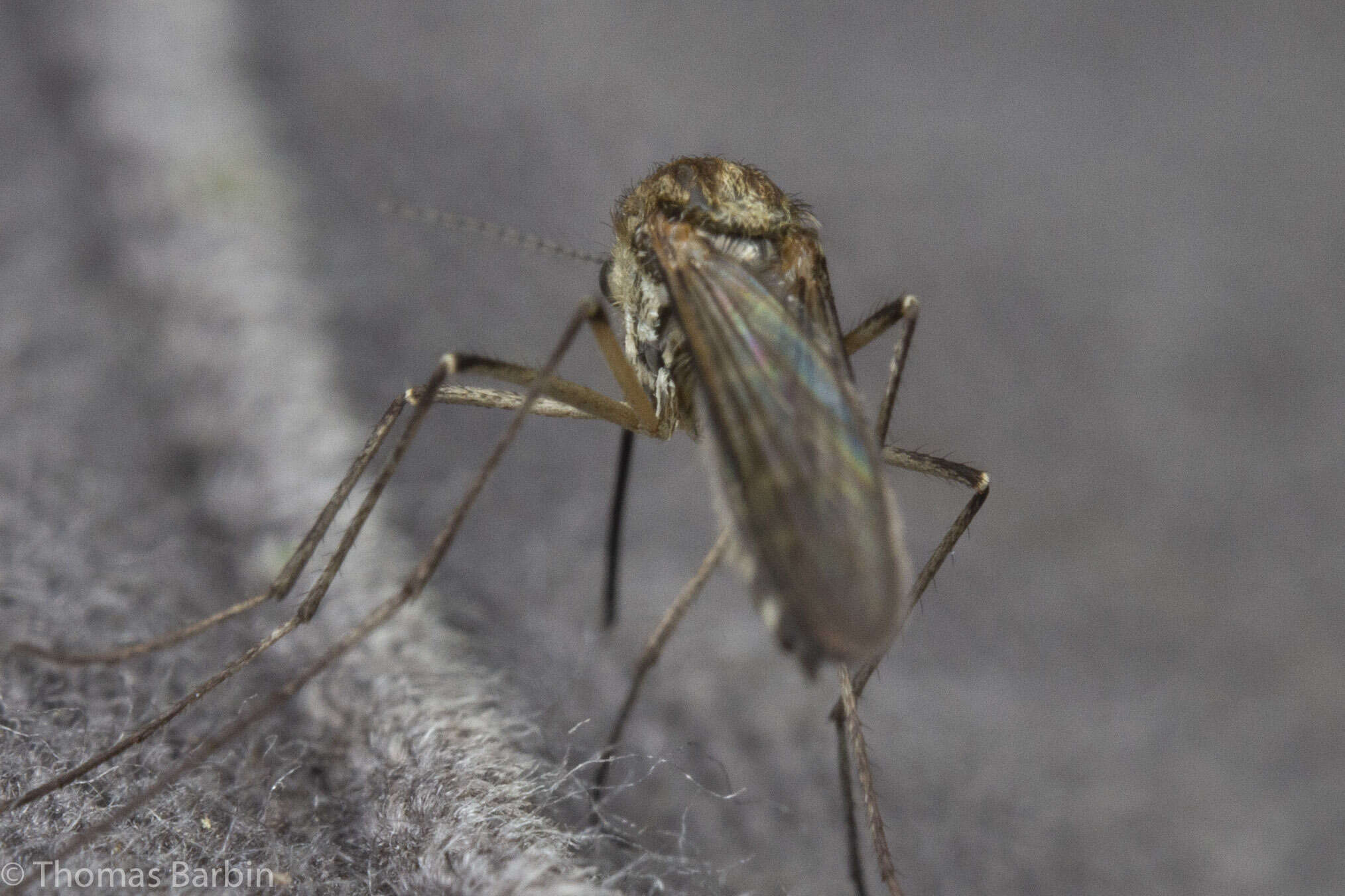 Imagem de Aedes hexodontus Dyar 1916