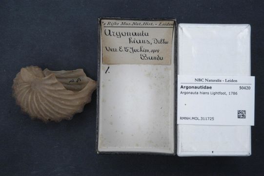 Image of Brown Argonaut