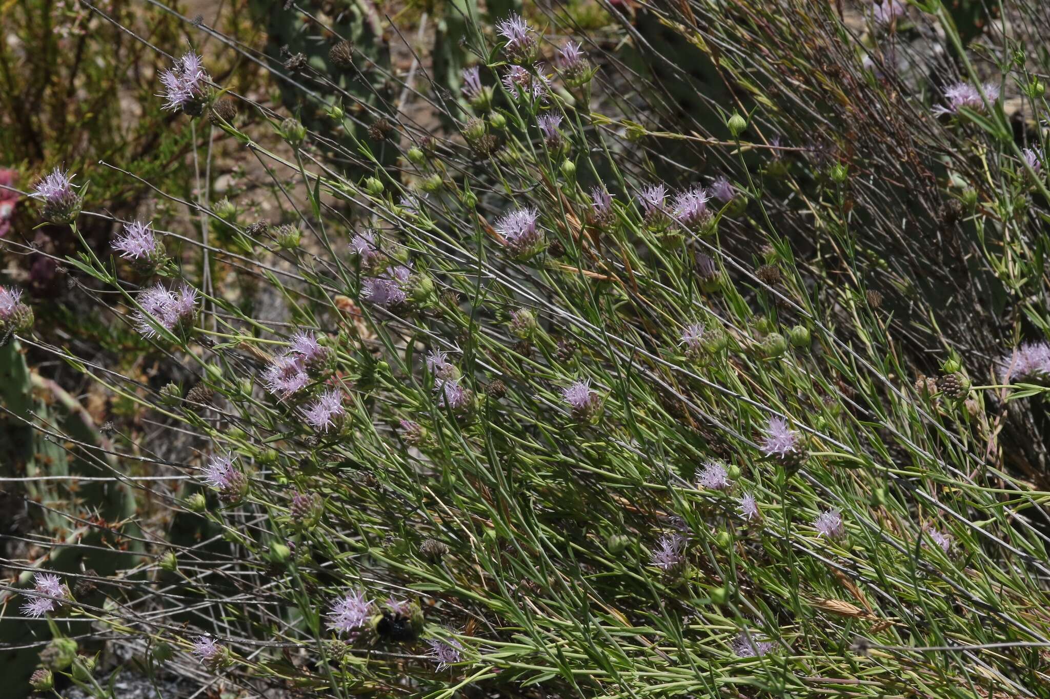 Image of Willowy Mountainbalm