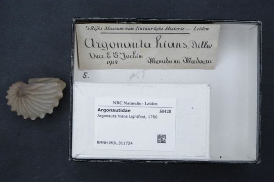 Image of Brown Argonaut