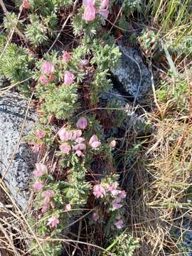 Plancia ëd Caragana jubata (Pall.) Poir.