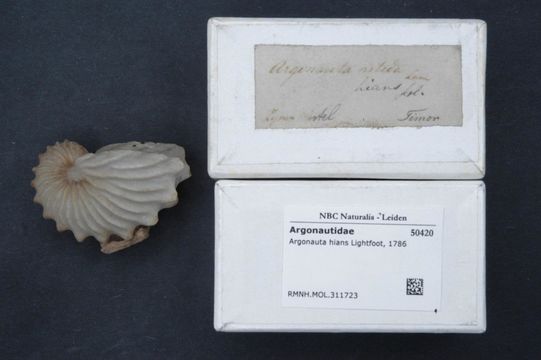 Image of Brown Argonaut