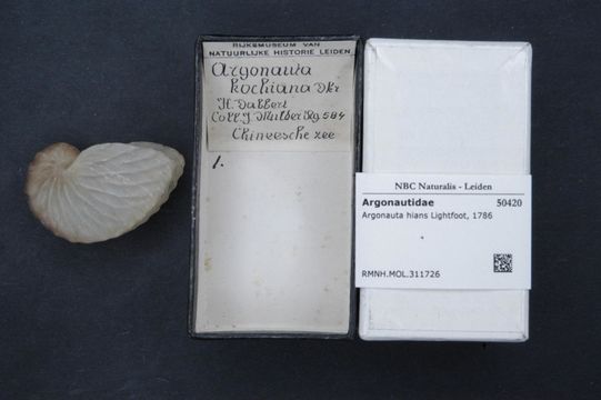 Image of Brown Argonaut