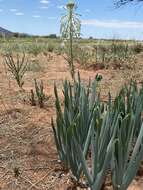 Imagem de Pseudogaltonia clavata (Baker ex Mast.) E. Phillips