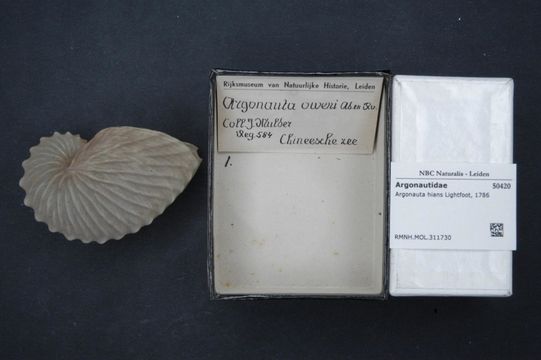 Image of Brown Argonaut