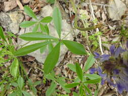 Image of largebract Indian breadroot