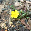 Image of Portulaca cubensis Britton & P. Wils.