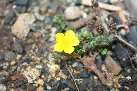 Image of Portulaca cubensis Britton & P. Wils.