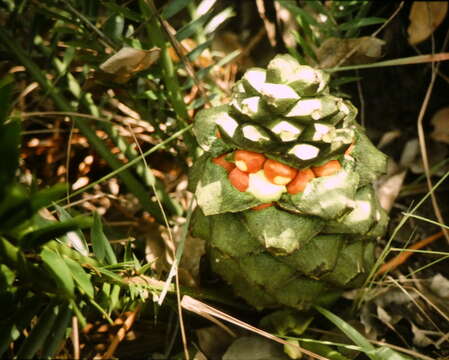 Image of Encephalartos barteri subsp. barteri