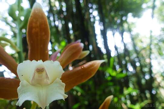 Image of Phaius callosus (Blume) Lindl.