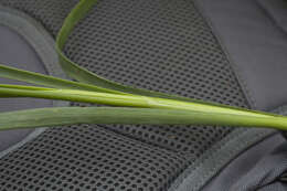 Image of Allium strictum Schrad.