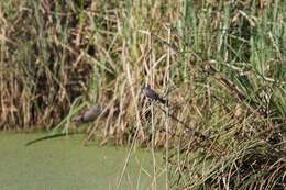 Image of Sooty Tyrannulet