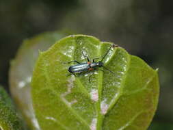 Image of Grammoptera militaris (Chevrolat 1855)