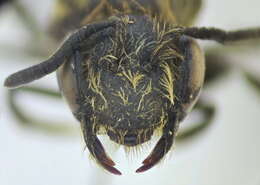 Andrena minutula (Kirby 1802) resmi