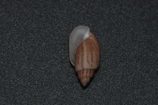 Image of Pupa strigosa (Gould 1859)