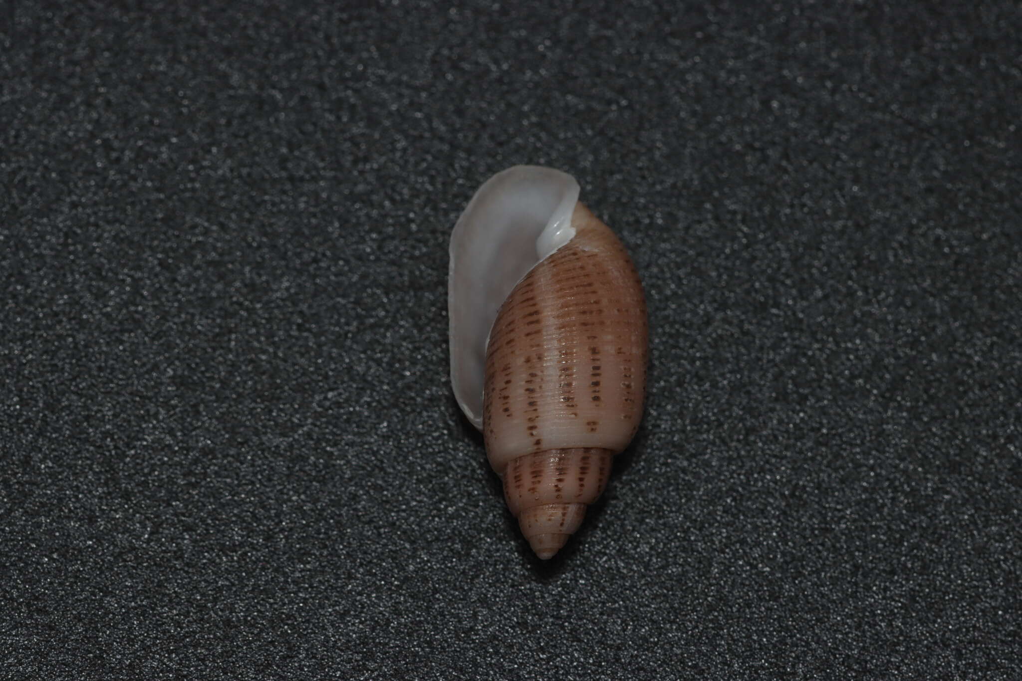 Image of Pupa strigosa (Gould 1859)