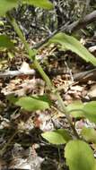 Image of monkeyflower savory