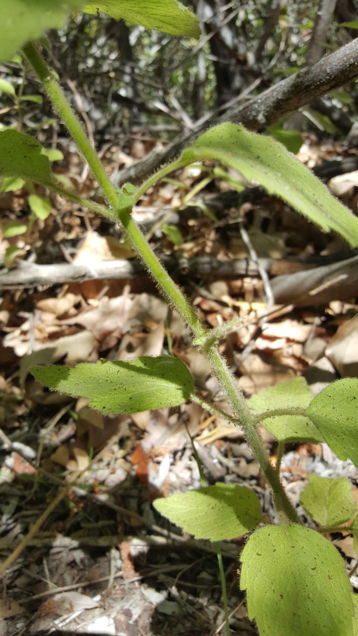 Image of monkeyflower savory