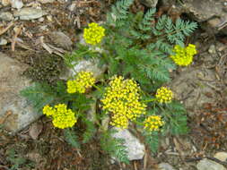 Imagem de Lomatium sandbergii (Coult. & Rose) Coult. & Rose