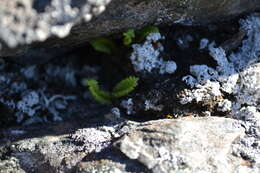 Image of smooth woodsia