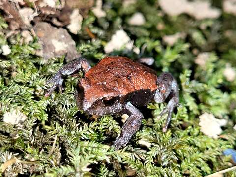 Image of Keferstein’s Toadlet