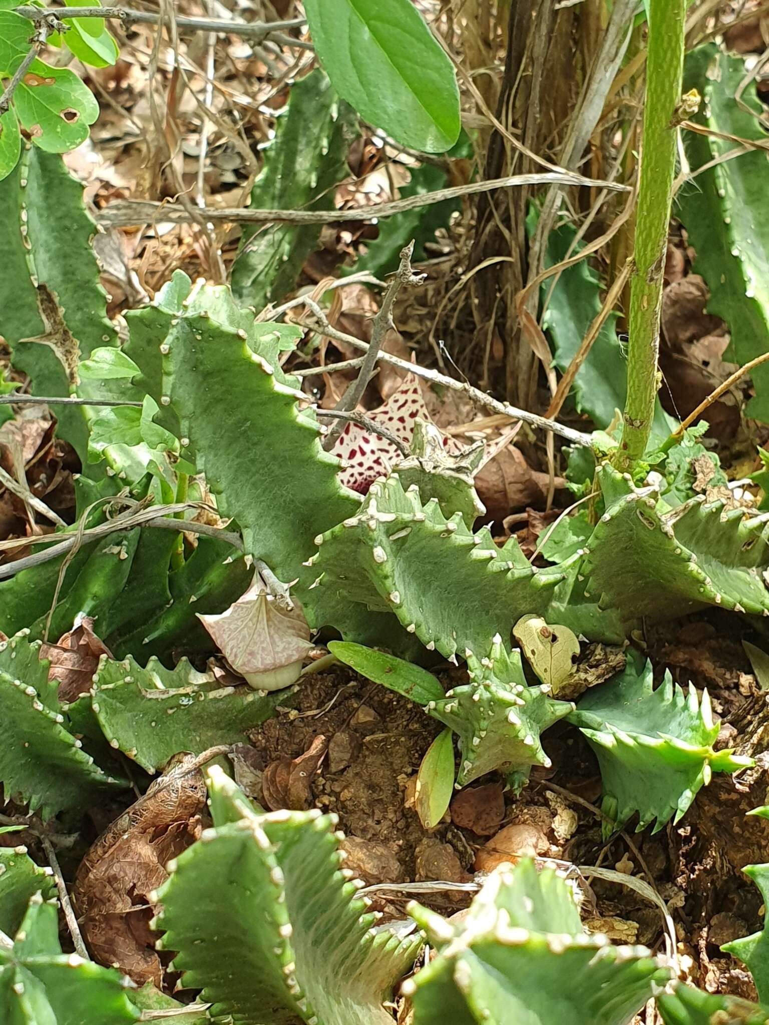 Plancia ëd Ceropegia kirkii (N. E. Br.) Bruyns