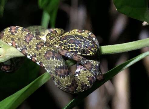 Image of Stejneger's Snail Sucker