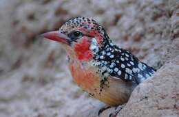 Image of Red-and-yellow Barbet