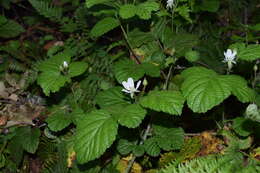 Rubus ursinus subsp. macropetalus (Dougl. ex Hook.) Taylor & Mac Bryde的圖片