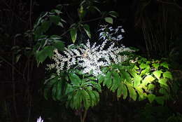 Image of tetrapanax