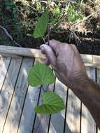 Image of largeroot morning-glory