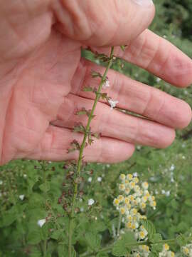 Image of Endostemon obtusifolius (E. Mey.) N. E. Br.