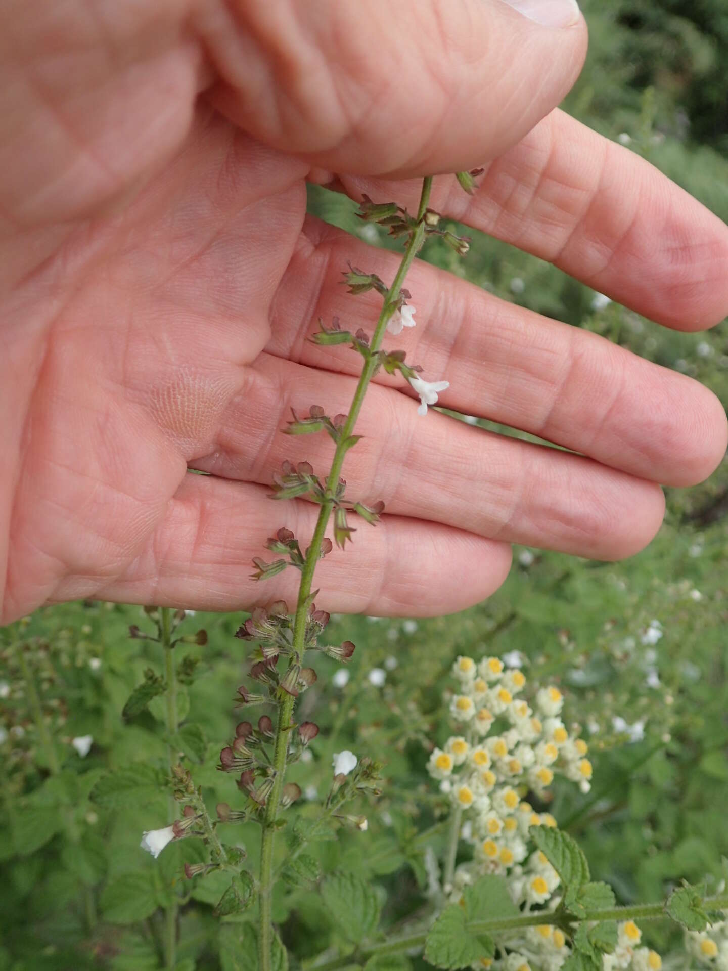 Imagem de Endostemon obtusifolius (E. Mey.) N. E. Br.