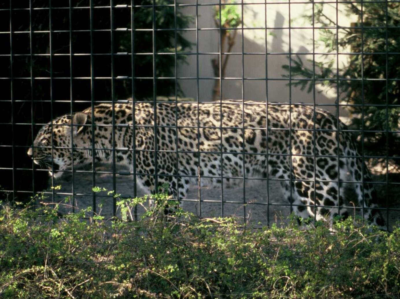 Image of Persian leopard