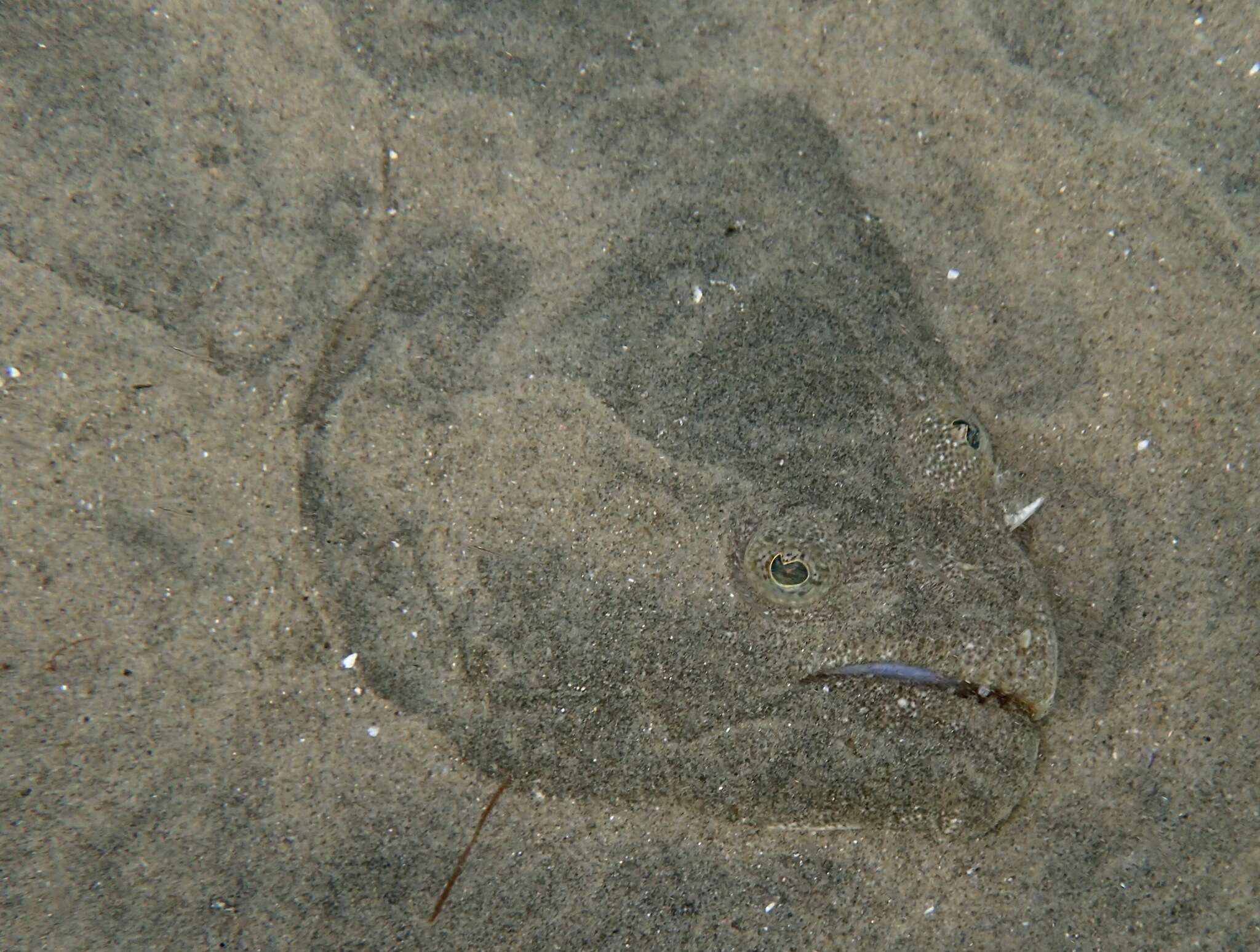 Plancia ëd Paralichthys californicus (Ayres 1859)