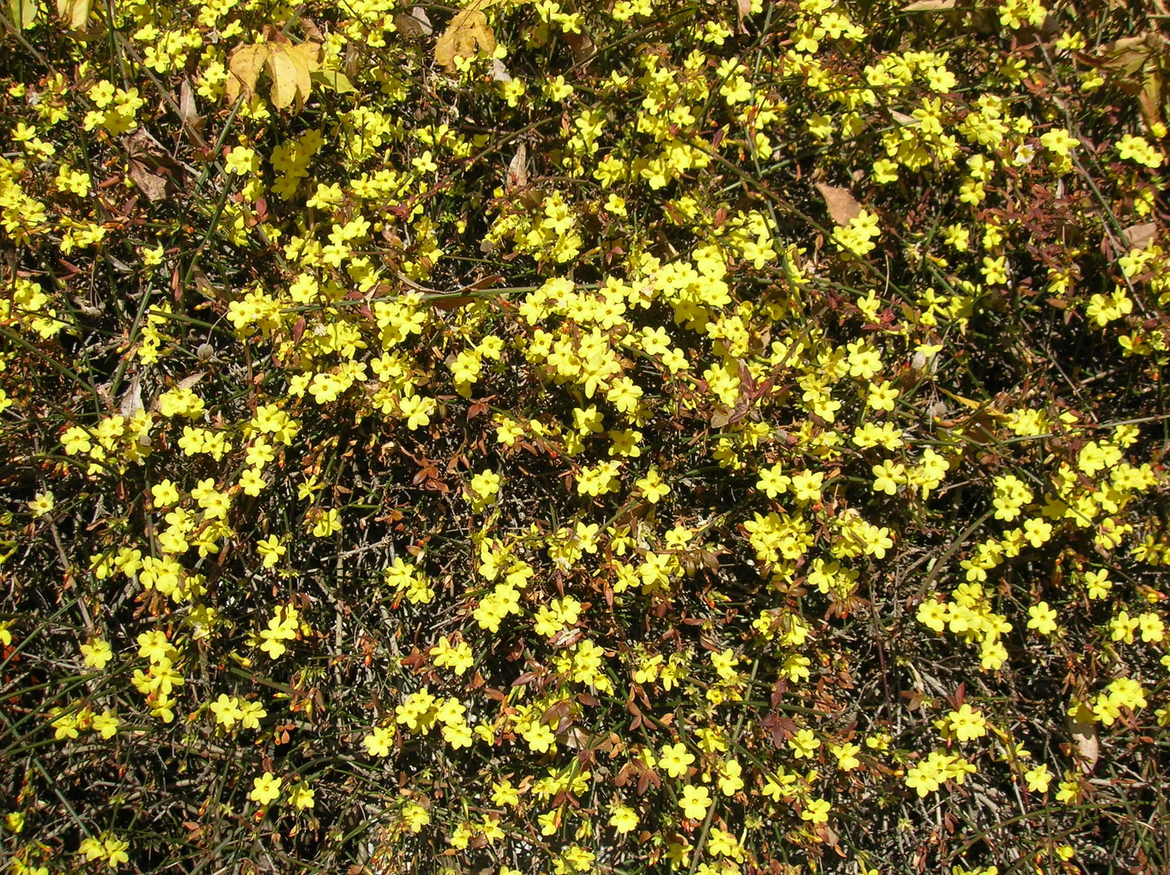 Image of winter jasmine