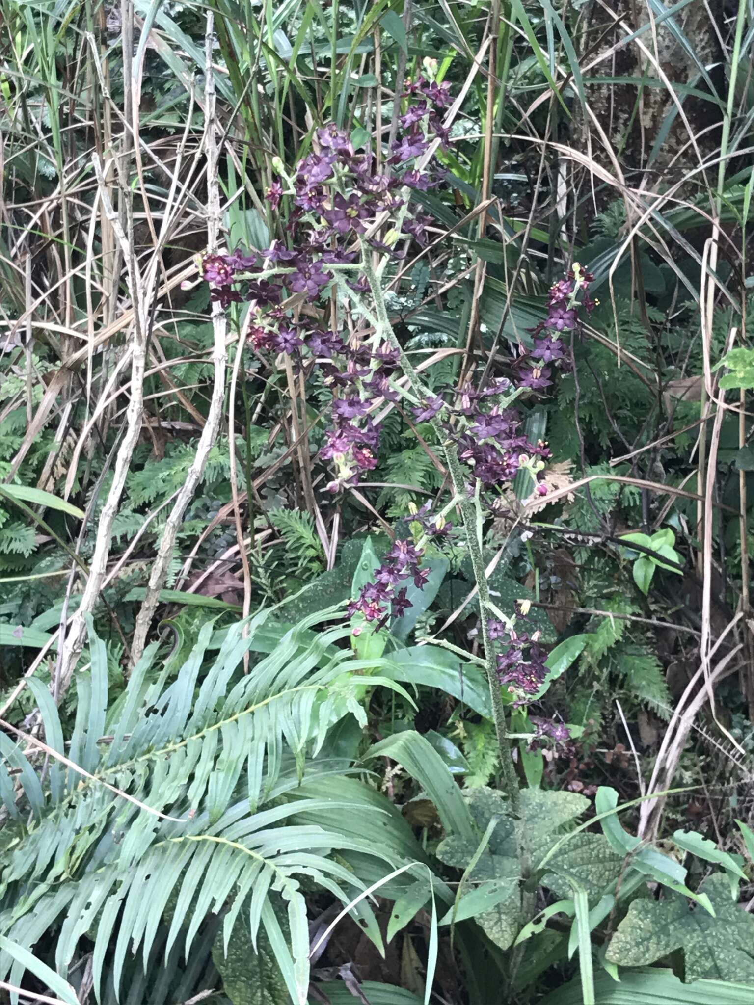 Sivun Veratrum schindleri O. Loes. kuva