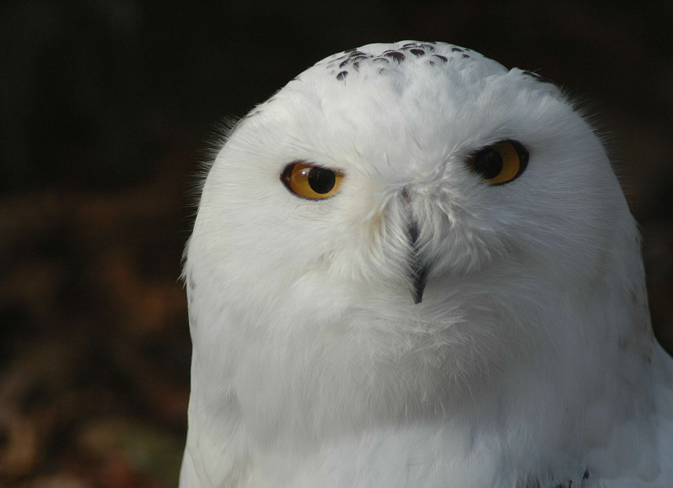 Imagem de Bubo scandiacus (Linnaeus 1758)