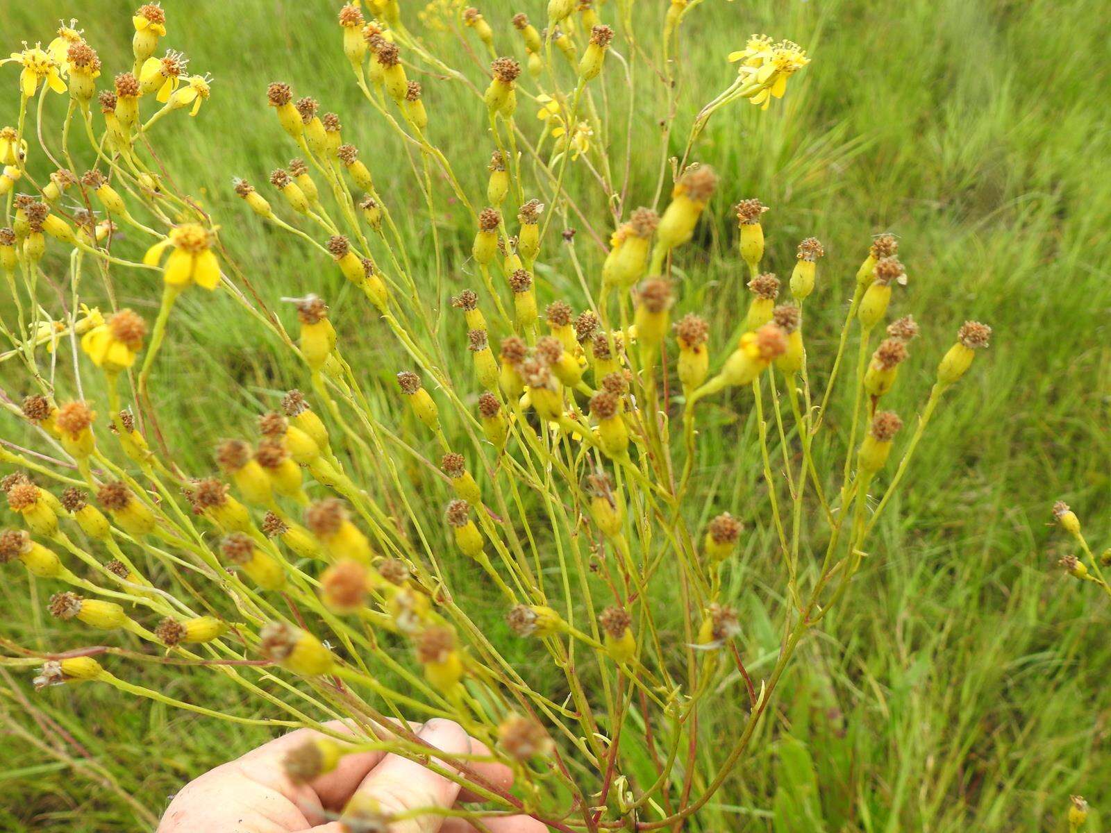 Image of Senecio inornatus DC.