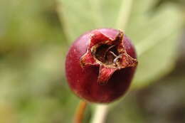 Image of Crataegus karadaghensis Pojark.