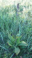 Image of black false hellebore