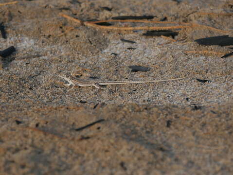 Image of Arnold's Fringe-fingered Lizard